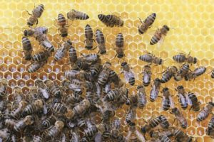 How to Make Honey